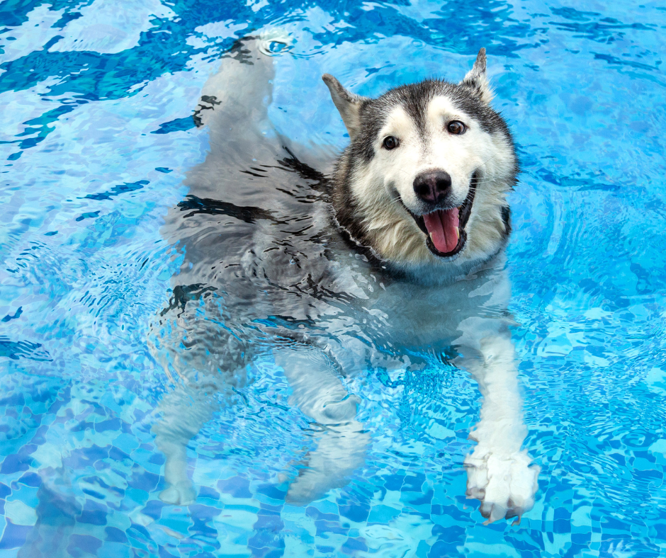 dog-swimming