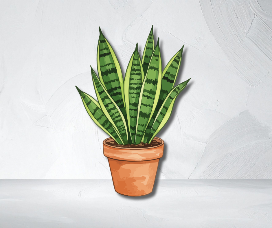 snake-plant