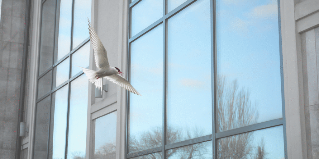 bird-flying-in-window