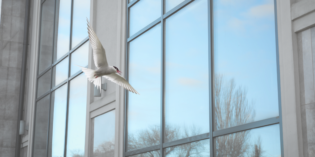 bird-flying-in-window